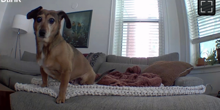 Amazon’s Blink Mini camera has a record-low Prime Day price of $15