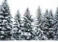 Trees absorb less carbon when there’s less snow