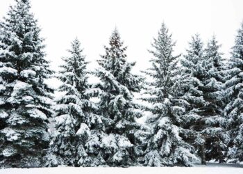 Trees absorb less carbon when there’s less snow