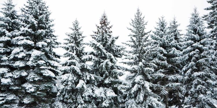 Trees absorb less carbon when there’s less snow