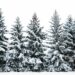Trees absorb less carbon when there’s less snow