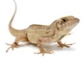 Lead-resistant lizards could hold clues to fighting lead poisoning