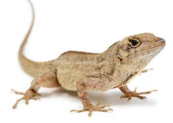 Lead-resistant lizards could hold clues to fighting lead poisoning