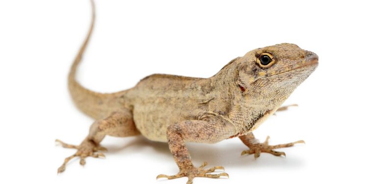 Lead-resistant lizards could hold clues to fighting lead poisoning