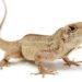 Lead-resistant lizards could hold clues to fighting lead poisoning