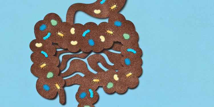 Gut bacterium may hold the key to chronic disease treatments