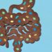 Gut bacterium may hold the key to chronic disease treatments