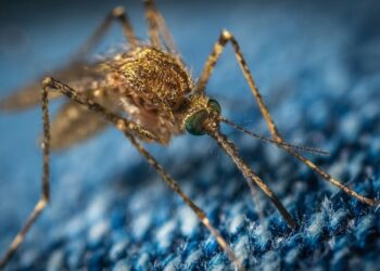 These Genetically Engineered Mosquitoes Could Wipe Out Malaria