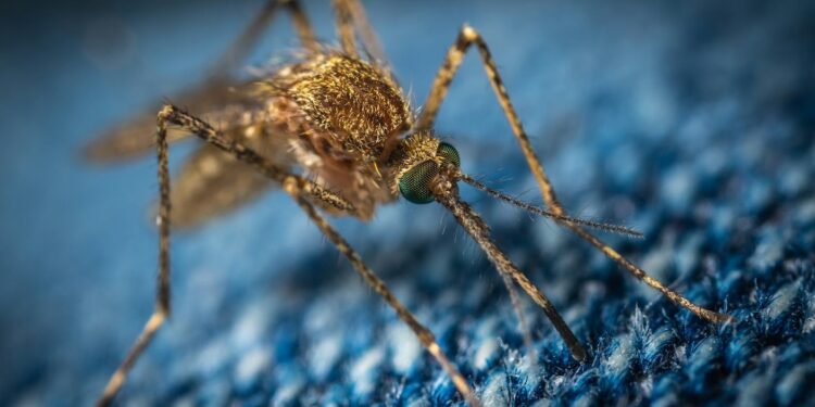These Genetically Engineered Mosquitoes Could Wipe Out Malaria