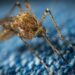 These Genetically Engineered Mosquitoes Could Wipe Out Malaria