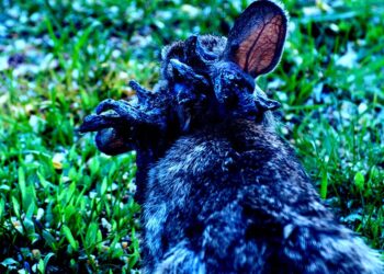 Rabbits With Horrifying Tentacles Growing Out of Their Faces Spotted in Colorado