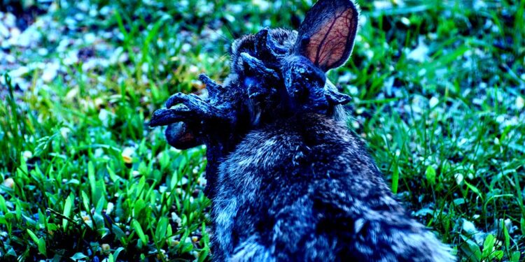 Rabbits With Horrifying Tentacles Growing Out of Their Faces Spotted in Colorado