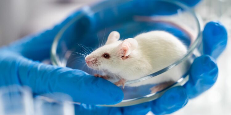 Stanford Scientists Successfully Reverse Autism Symptoms in Mice