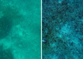 New MIT Tech Sees Underwater As if the Water Weren’t There