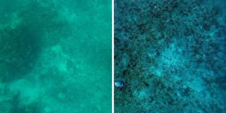 New MIT Tech Sees Underwater As if the Water Weren’t There