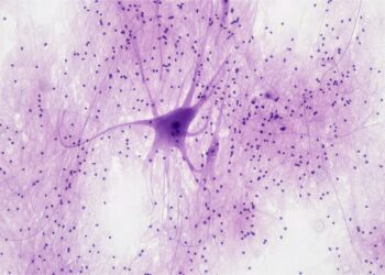 This Crawling Robot Is Made With Living Brain and Muscle Cells