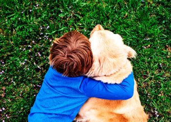 Team finds gene tied to deadly disease in golden retrievers