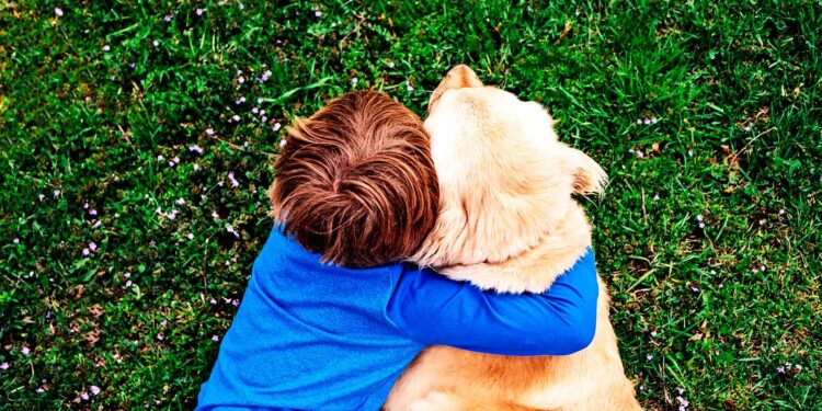 Team finds gene tied to deadly disease in golden retrievers