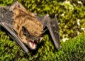 North American bats glow green under UV light