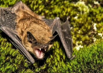 North American bats glow green under UV light