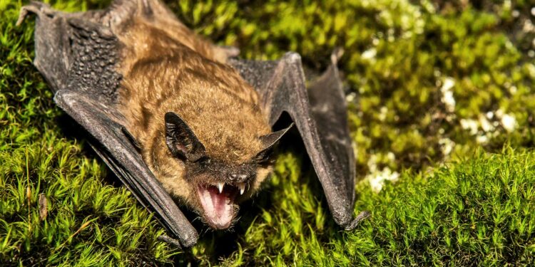 North American bats glow green under UV light