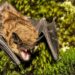 North American bats glow green under UV light
