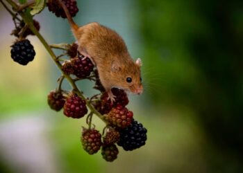 This Shot Gave Elderly Mice’s Skin a Glow Up. It Could Do the Same for Other Organs Too.