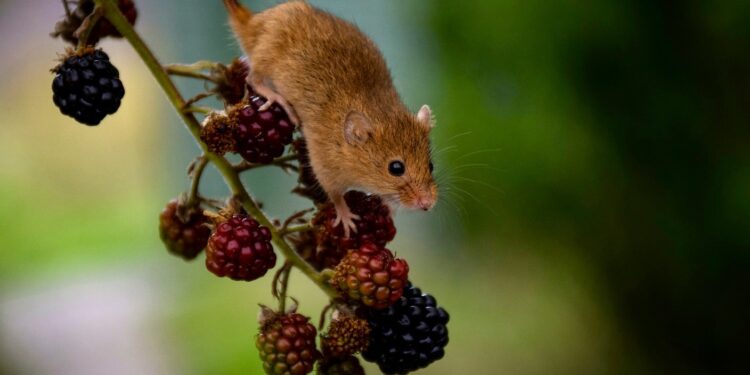 This Shot Gave Elderly Mice’s Skin a Glow Up. It Could Do the Same for Other Organs Too.