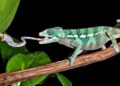 Chameleons and salamanders launch their tongues in similar ways