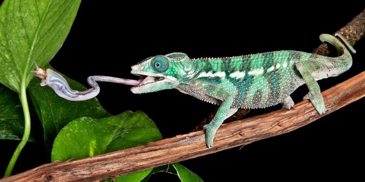 Chameleons and salamanders launch their tongues in similar ways