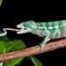 Chameleons and salamanders launch their tongues in similar ways