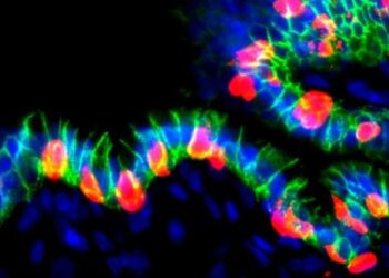 Scientists Just Turned Stomach Cells Into Insulin Producers to Treat Diabetes