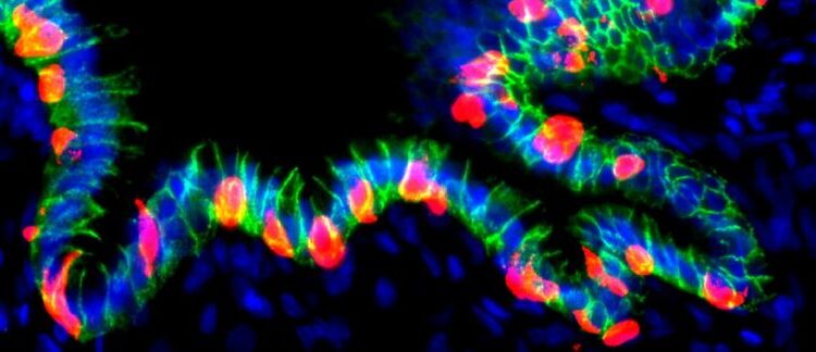 Scientists Just Turned Stomach Cells Into Insulin Producers to Treat Diabetes