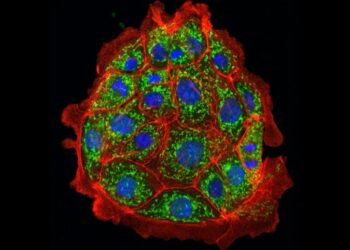 Blocking One Fat Molecule Could Save Your Kidneys