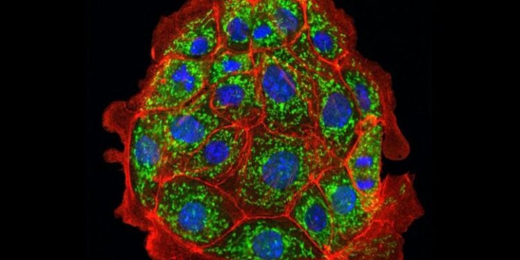 Blocking One Fat Molecule Could Save Your Kidneys