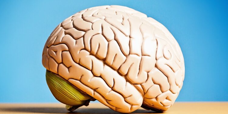 1 immune circuit may protect the brain against Alzheimer’s