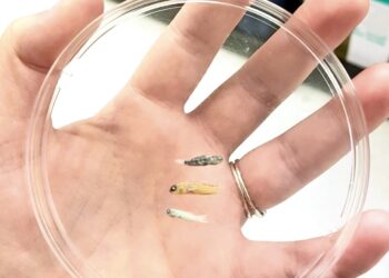 Why some fish stay so tiny