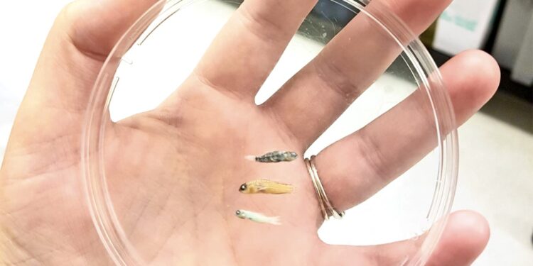 Why some fish stay so tiny