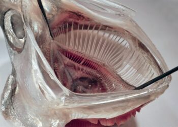 Scientists Develop New Fish-Inspired Filter That Removes Over 99% of Microplastics