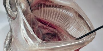 Scientists Develop New Fish-Inspired Filter That Removes Over 99% of Microplastics