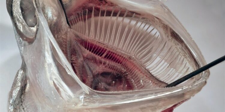 Scientists Develop New Fish-Inspired Filter That Removes Over 99% of Microplastics