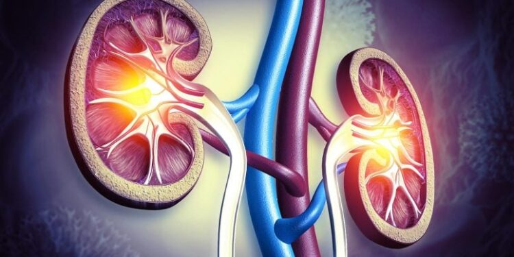 This Antibody Can Slip Into Kidney Cysts and Shut Them Down