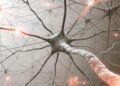 Scientists Discover How Damaged Neurons Sometimes Defy Degeneration