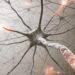 Scientists Discover How Damaged Neurons Sometimes Defy Degeneration