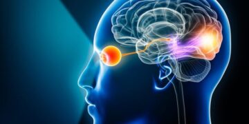 The Brain’s Hidden Repair Trick Helps Vision Recover After Trauma