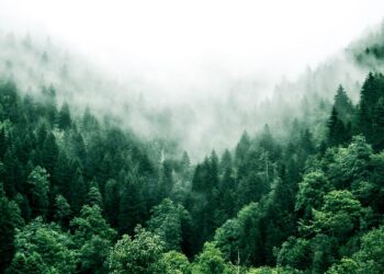 Study flips ideas about forest soils and climate change