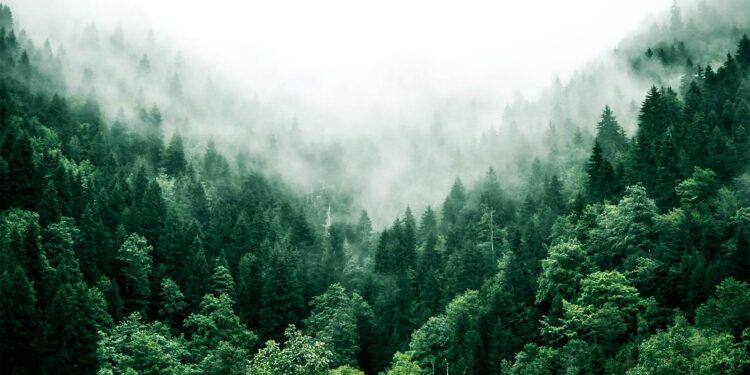 Study flips ideas about forest soils and climate change