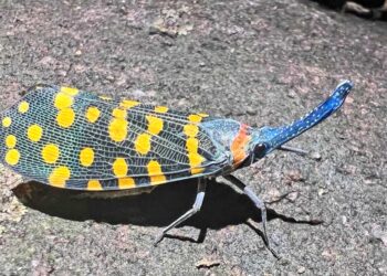 New species are being discovered faster than ever before