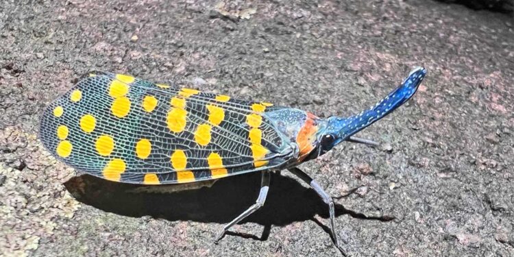 New species are being discovered faster than ever before