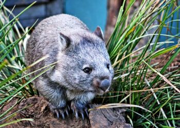 Why do wombats have square poop?